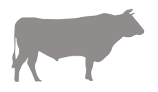 Wagyu Beef Grass Fed